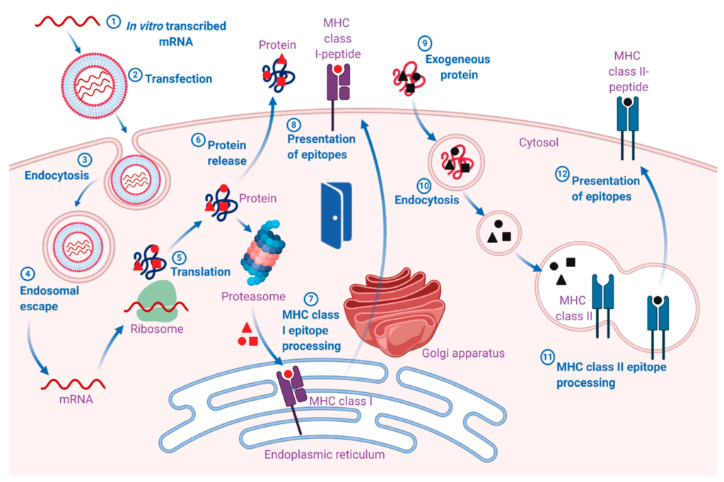 Moderna Executive Admits mRNA Vaccines Rewrite Genetic Code