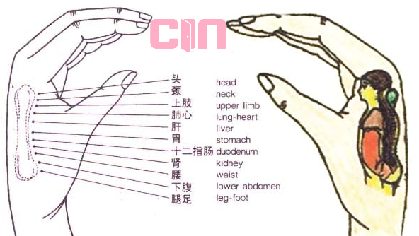 ECIWO Acupuncture Protocol in Entirety